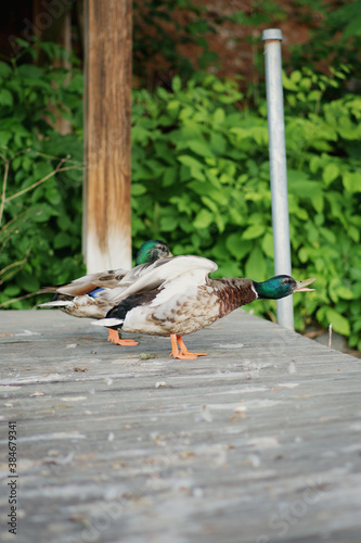 Duck Taking Flight