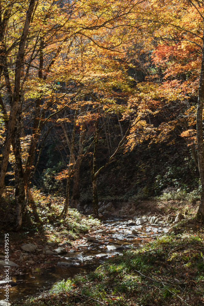 Obraz premium 川上川と紅葉