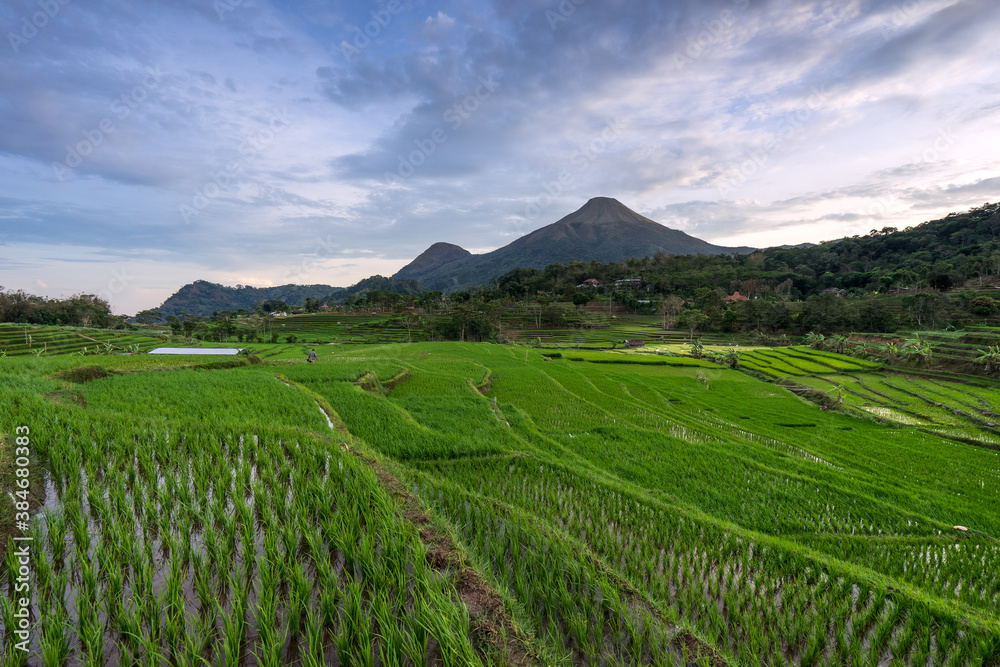 Scenery of rice terrace field with beautiful sunrise sky and high mountain in the background. Rural scene of Indonesia. Top photography destinations Scenery of rice terrace field with beautiful sunrise sky and high mountain in the background. Rural scene of Indonesia. Top photography destinations