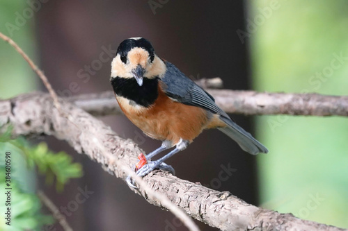 varied tit on branch