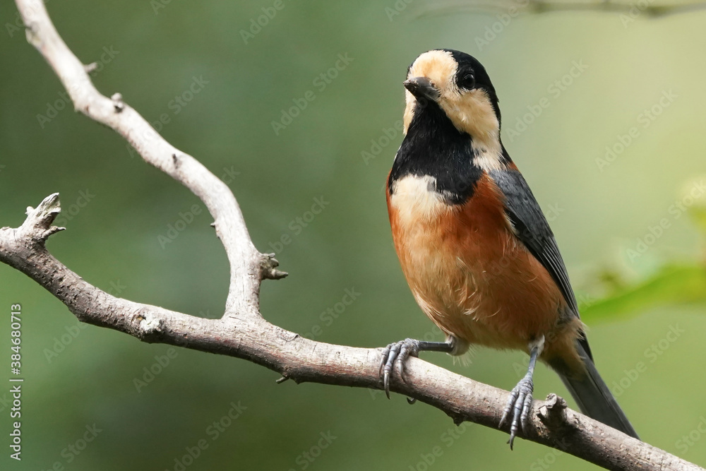 varied tit on branch varied tit on branch