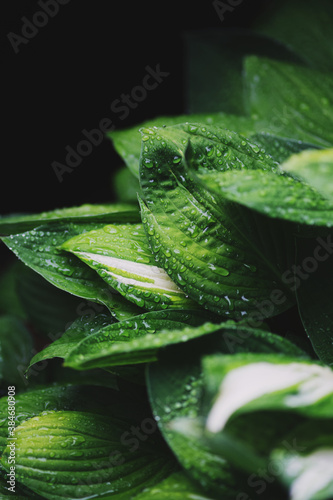 Plants After Rain