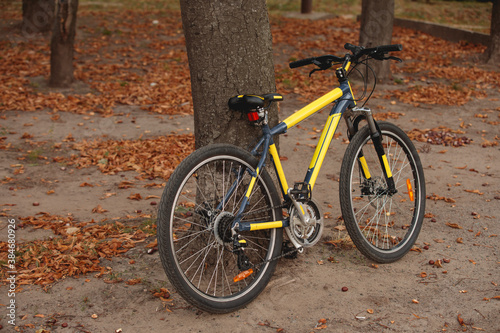 Bicycle leaning on a tree