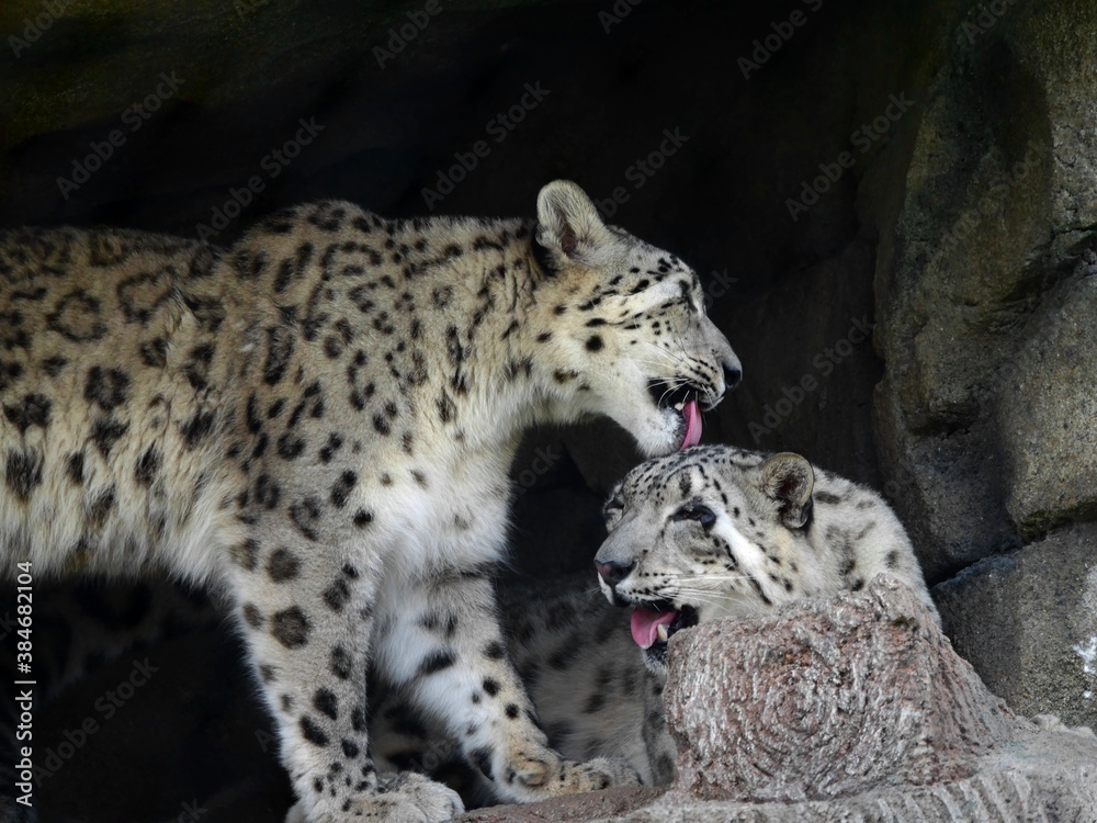 A snow leopard licking the head of another snow leopard. A snow leopard licking the head of another snow leopard.