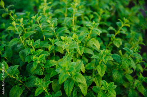 Fresh green mint leaves. Background with mint leaves. Ecology natural concept