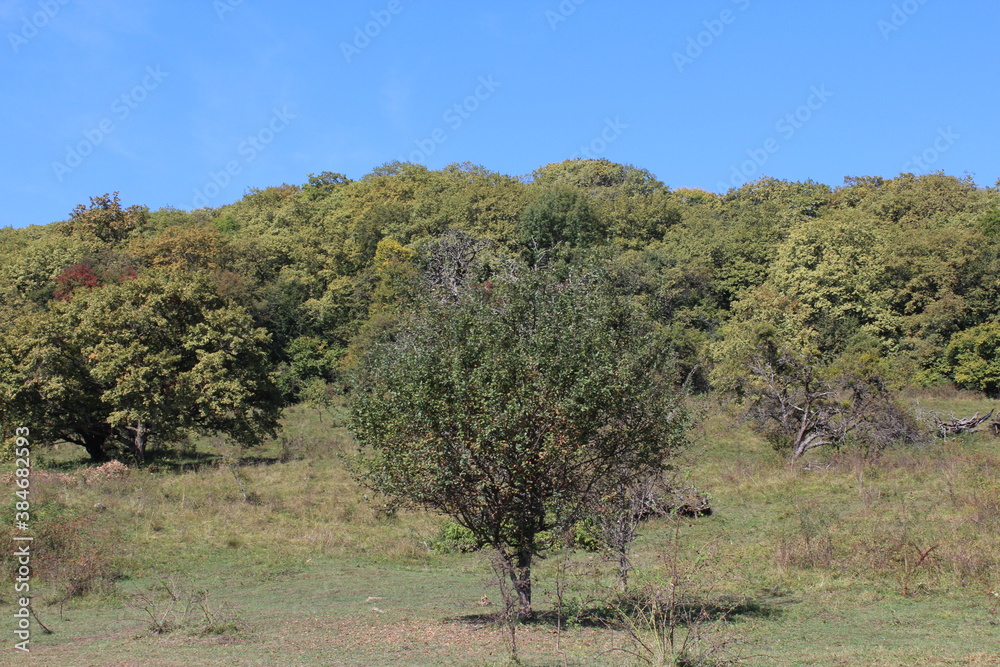 Fototapeta premium trees in the field
