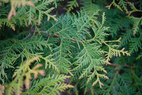 Patterned twigs of an evergreen plant called "Western thuja": seamless natural pattern, background