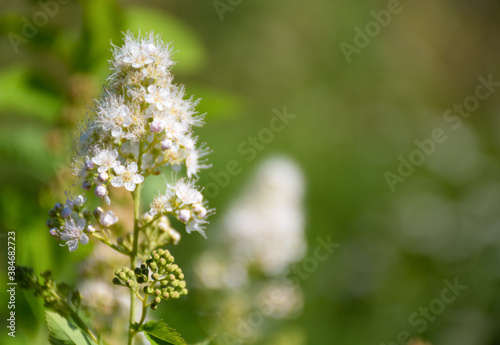 Pyramidal inflorescence of small white flowers on a green background: space for text
