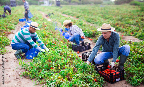 Fotografia, Obraz Focused farmer with group of farm workers hand harvesting crop of ripe tomatoes