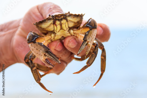 Live crab in a male hand