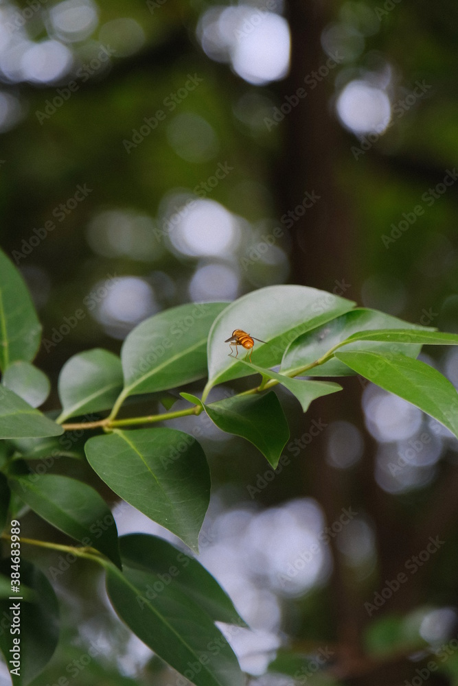 Obraz premium bee on a leaf in the forest