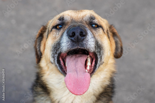Portrait of a dog with a protruding tongue close up © Volodymyr