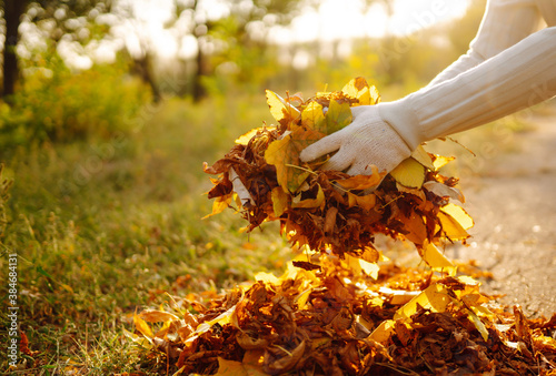 Fototapeta Naklejka Na Ścianę i Meble -  Close up of a male hand volunteer collects and grabs a small pile of yellow red fallen leaves in the autumn park. Volunteering, cleaning, and ecology concept.