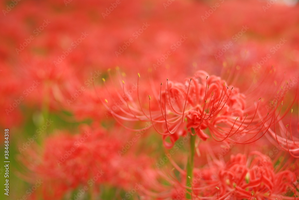 巾着田の曼殊沙華