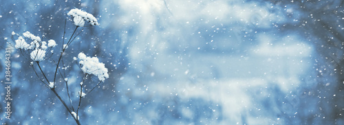 Winter background with a snow-covered dry branch on a forest background during a snowfall