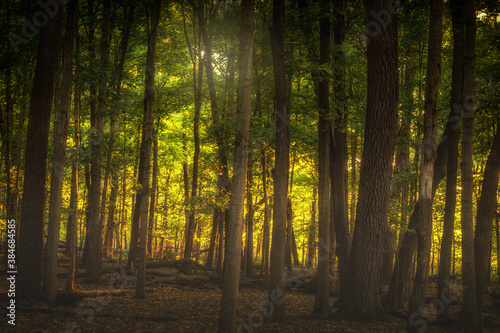 Woods glowing in evening light