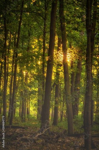 Woods glowing in evening light © Andrew S.