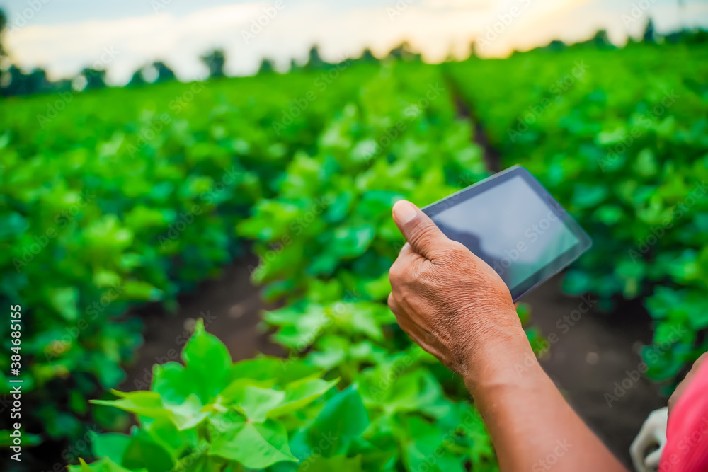young indian farmer taking selfie in cotton field young indian farmer taking selfie in cotton field