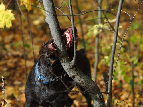 Hunting dog. A German dog gnaws at a tree branch