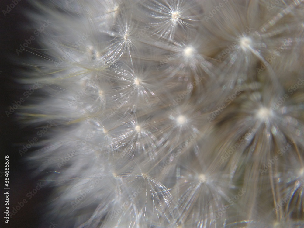 Naklejka premium dandelion