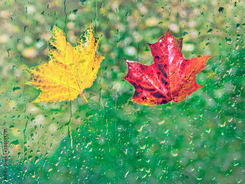 Autumnal maple leaf on a car windshield with drops of rain or drizzle, concep...