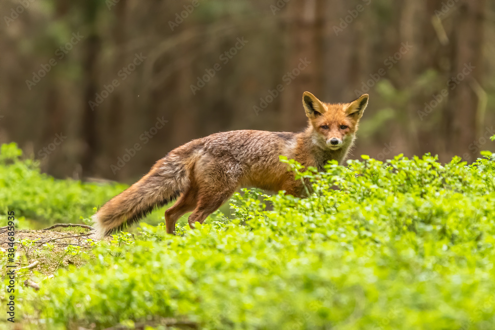 Red Fox. The species has a long history of association with humans.The red fox is one of the most important furbearing animals harvested for the fur trade. Largest of the true foxes Red Fox. The species has a long history of association with humans.The red fox is one of the most important furbearing animals harvested for the fur trade. Largest of the true foxes