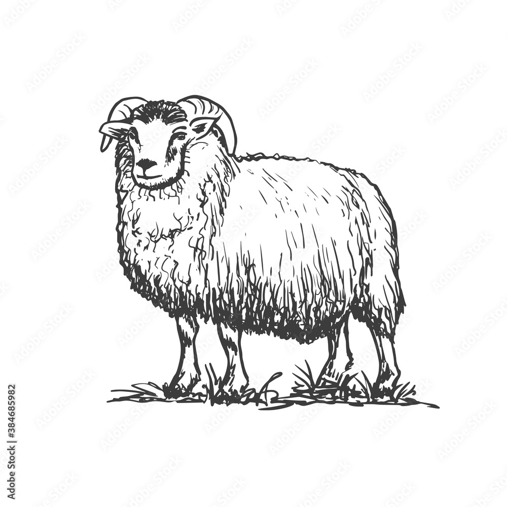 Fototapeta premium Sheep or ram. Vector hand drawn sketch style illustration.
