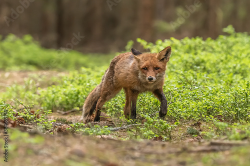 Red Fox. The species has a long history of association with humans.The red fox is one of the most important furbearing animals harvested for the fur trade. Largest of the true foxes