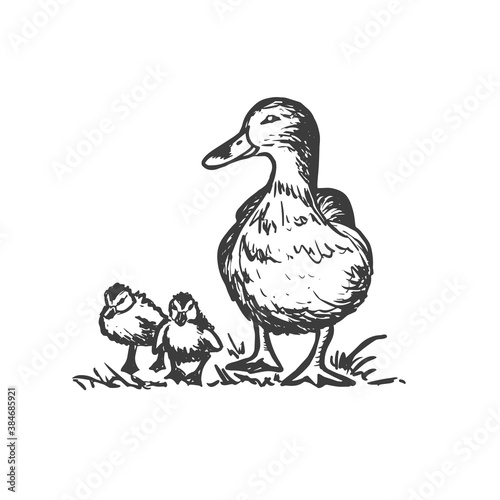 Obraz na plátne Duck with ducklings. Vector hand drawn sketch style illustration.
