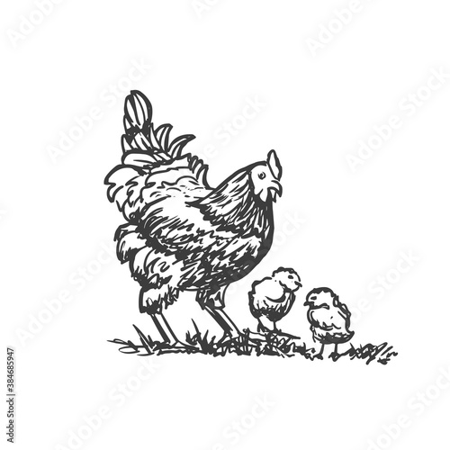 Hen with two little chickens. Vector hand drawn sketch style illustration. 