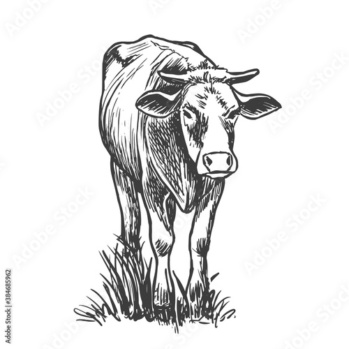 Сow or calf. Grazing cattle on a farm. Vector hand drawn sketch style illustration.