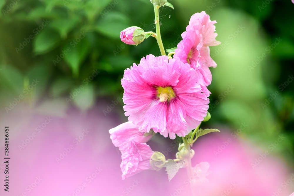 30 件の最適な コケコッコ花 画像 ストック写真 ベクター Adobe Stock 30 件の最適な コケコッコ花 画像 ストック写真 ベクター Adobe Stock