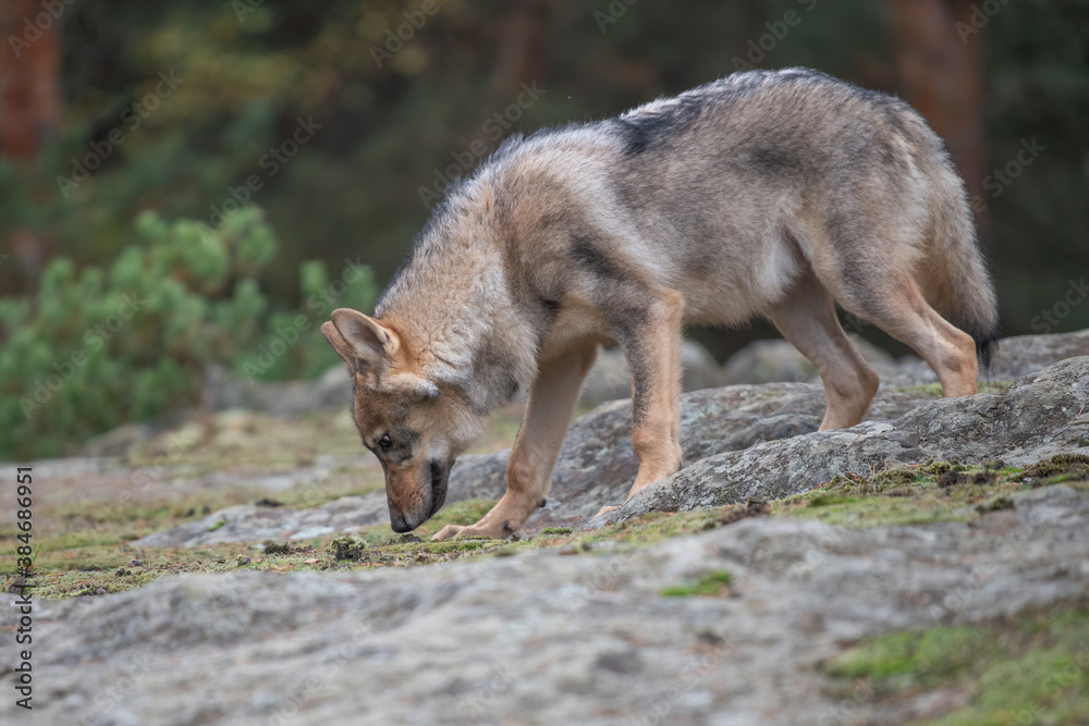 Lone wolf running in autumn forest Czech Republic Lone wolf running in autumn forest Czech Republic