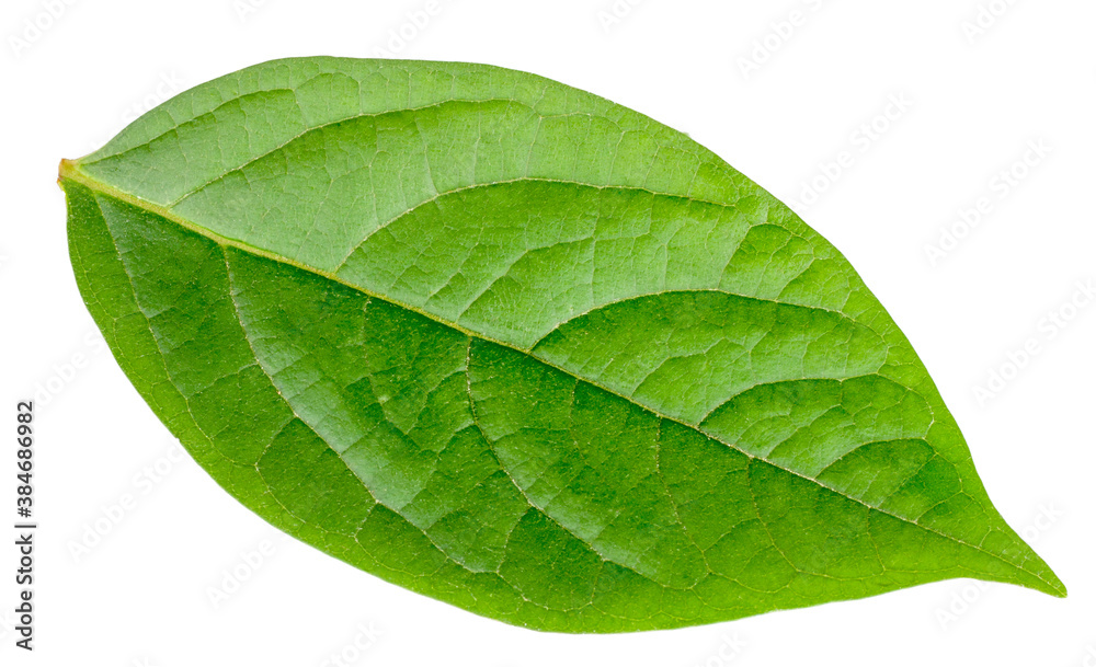 Obraz premium Persimmon leaf isolated on white