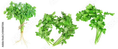 leaf coriander or cilantro set isolated on white background ,Green leaves pattern