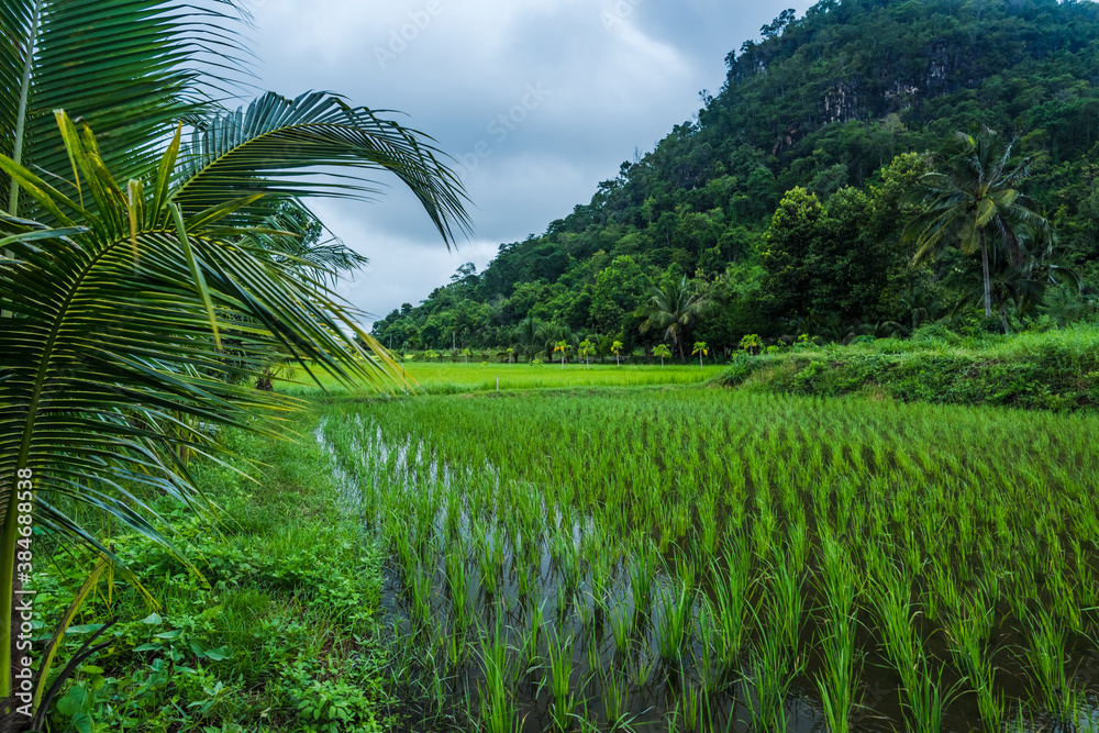 Paddy Rice Field Plantation in rainy season Landscape