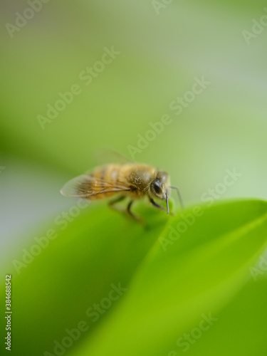 bee on a green leaf © AntonioVladimir