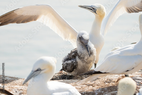 Fresh close-up of young northern gannet standing in front of large adult with wings spread. Island Helgoland, Germany