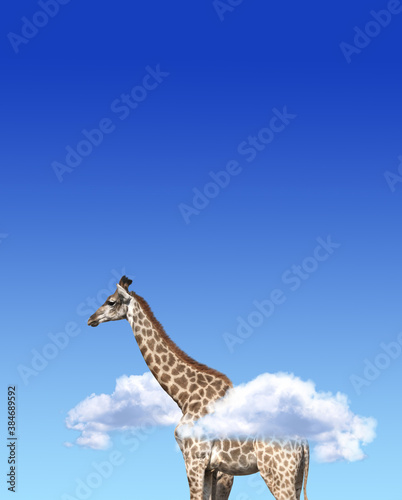 Vertical banner with giraffe above clouds