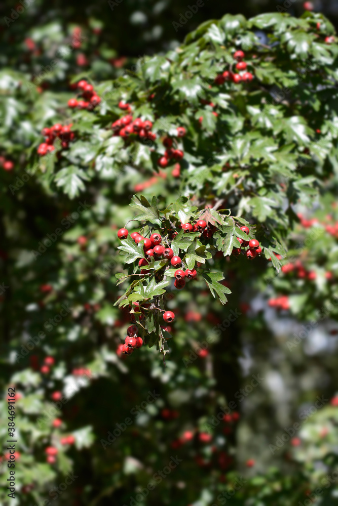 Common Hawthorn Common Hawthorn
