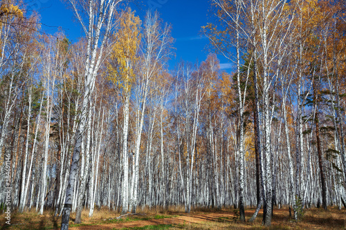 Wallpaper Mural birches and pines in a mixed forest on a sunny autumn day Torontodigital.ca