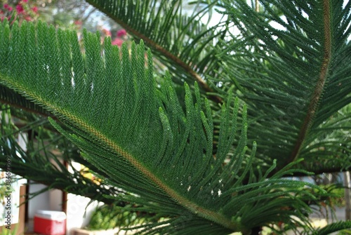 Close up of pine tree leaves, cropped shot