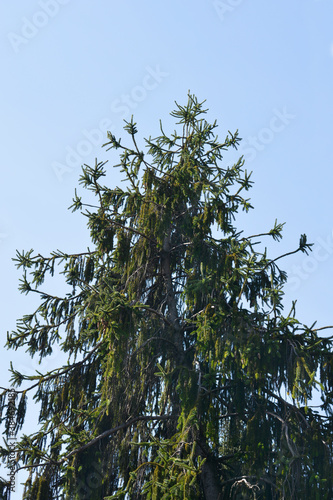 Viminalis Norway spruce