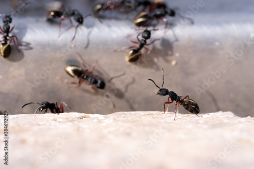 Close up macro of an ant trail transporting larvae across ground © Sam