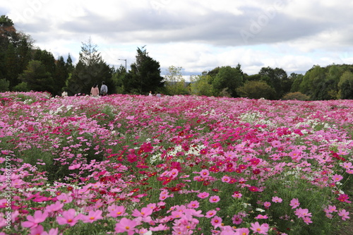 Wallpaper Mural コスモス Torontodigital.ca