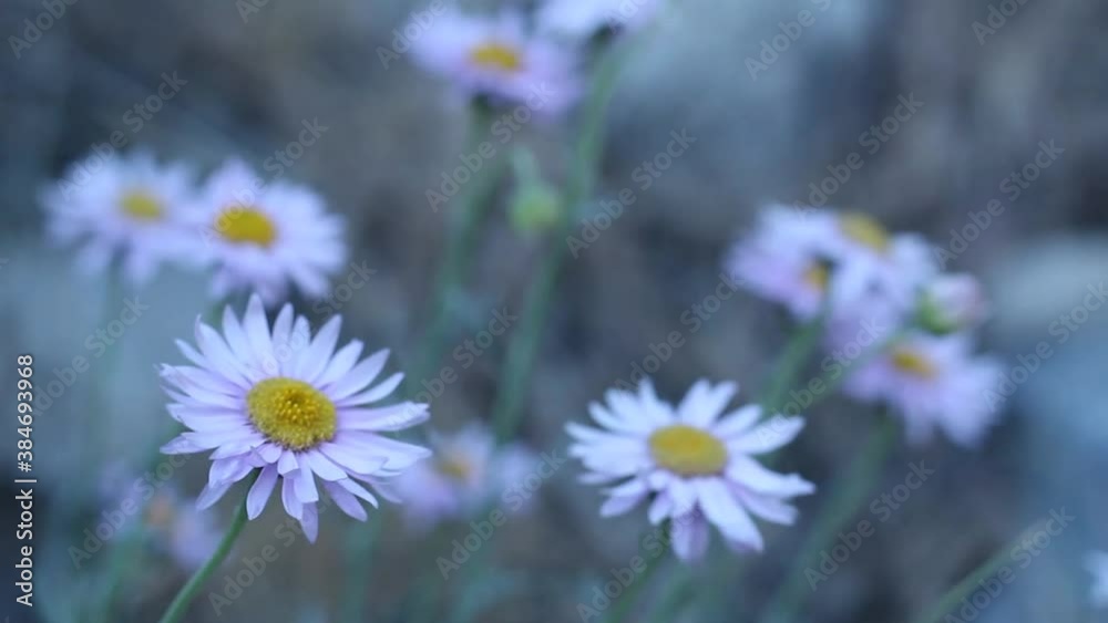 Stockvideon Head inflorescences of yellow and purple bloom from Leafy ...