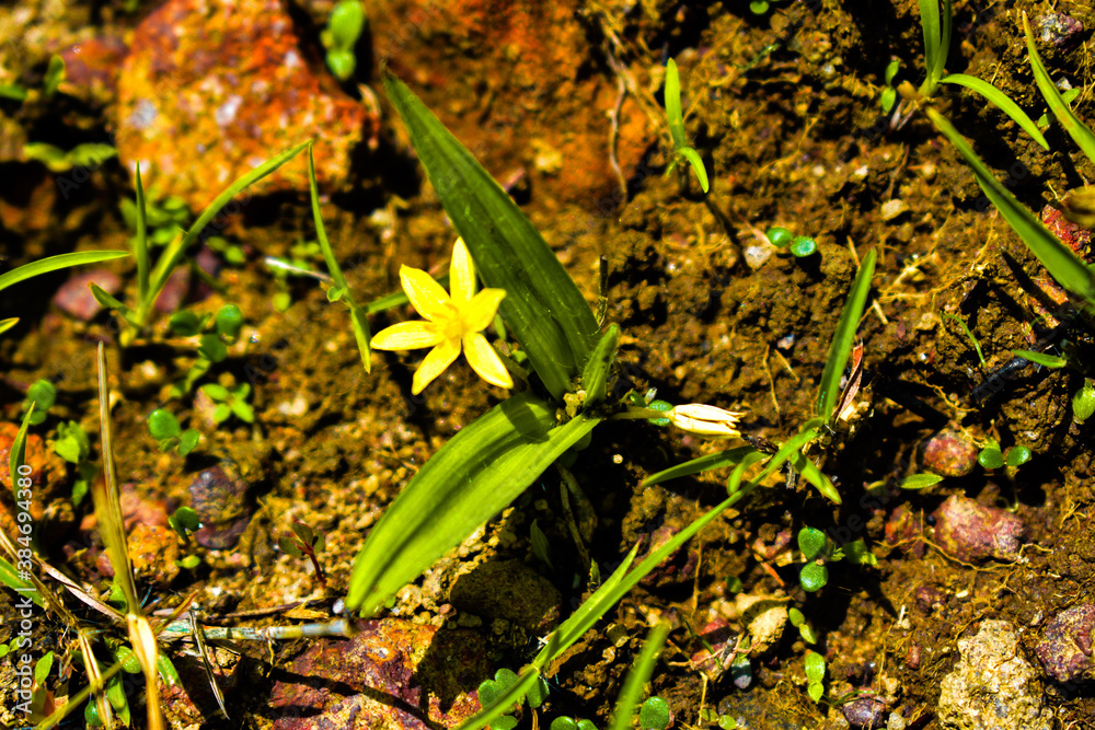 Fototapeta premium Water star grass yellow colored flowers in focus or grass leaf mud plantain