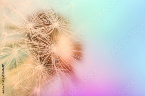 Beautiful fluffy dandelion, closeup view