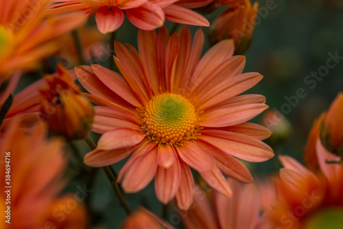 Orange chrysanthemums close-up in the garden. Beautiful autumn flower background. Soft focus and lighting. Blurred background with space for text.