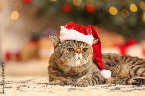 Принти на полотні Cute exotic shorthair cat in Santa hat at home on Christmas eve
